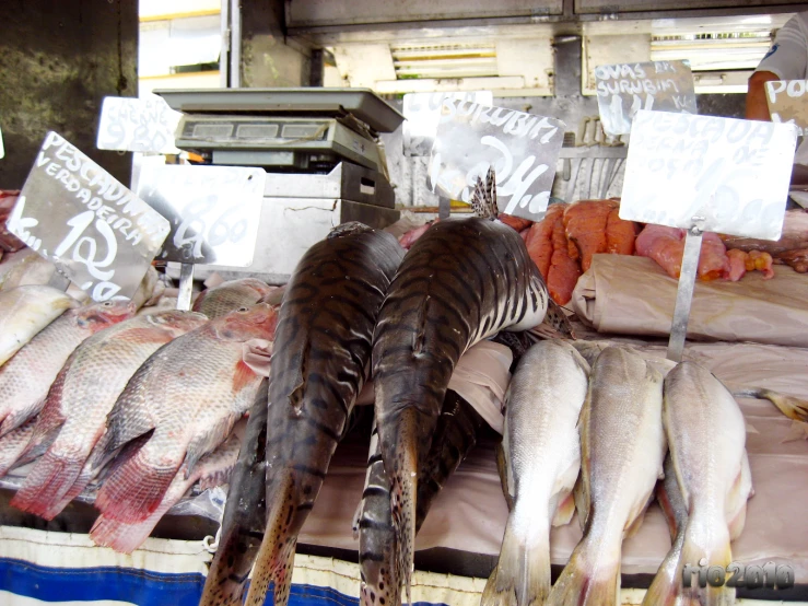 a display at a fish market showing fish