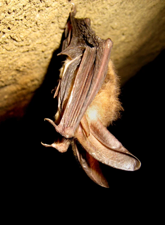 a dead bat sits on top of a rock