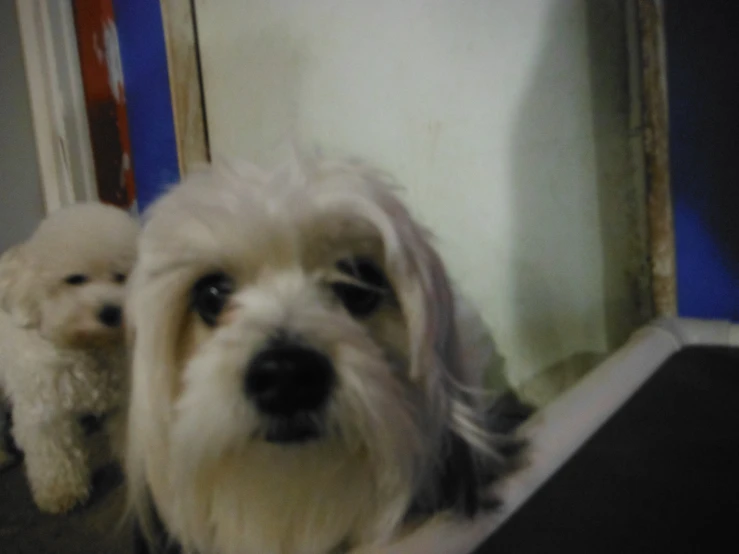 two dogs that are sitting on a table