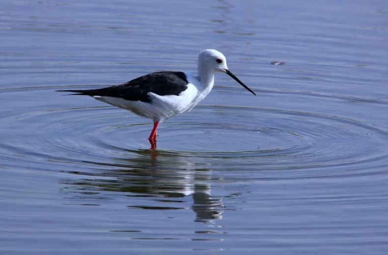 a bird with long legs is wading through some water