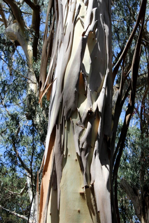 a closeup image of a tree with bark peeling off it's nches