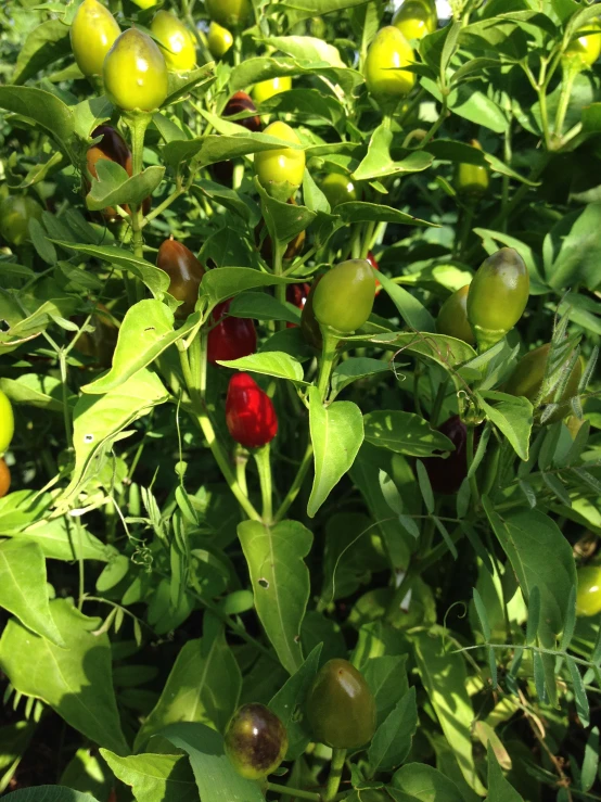 closeup of some ripe fruit on a tree