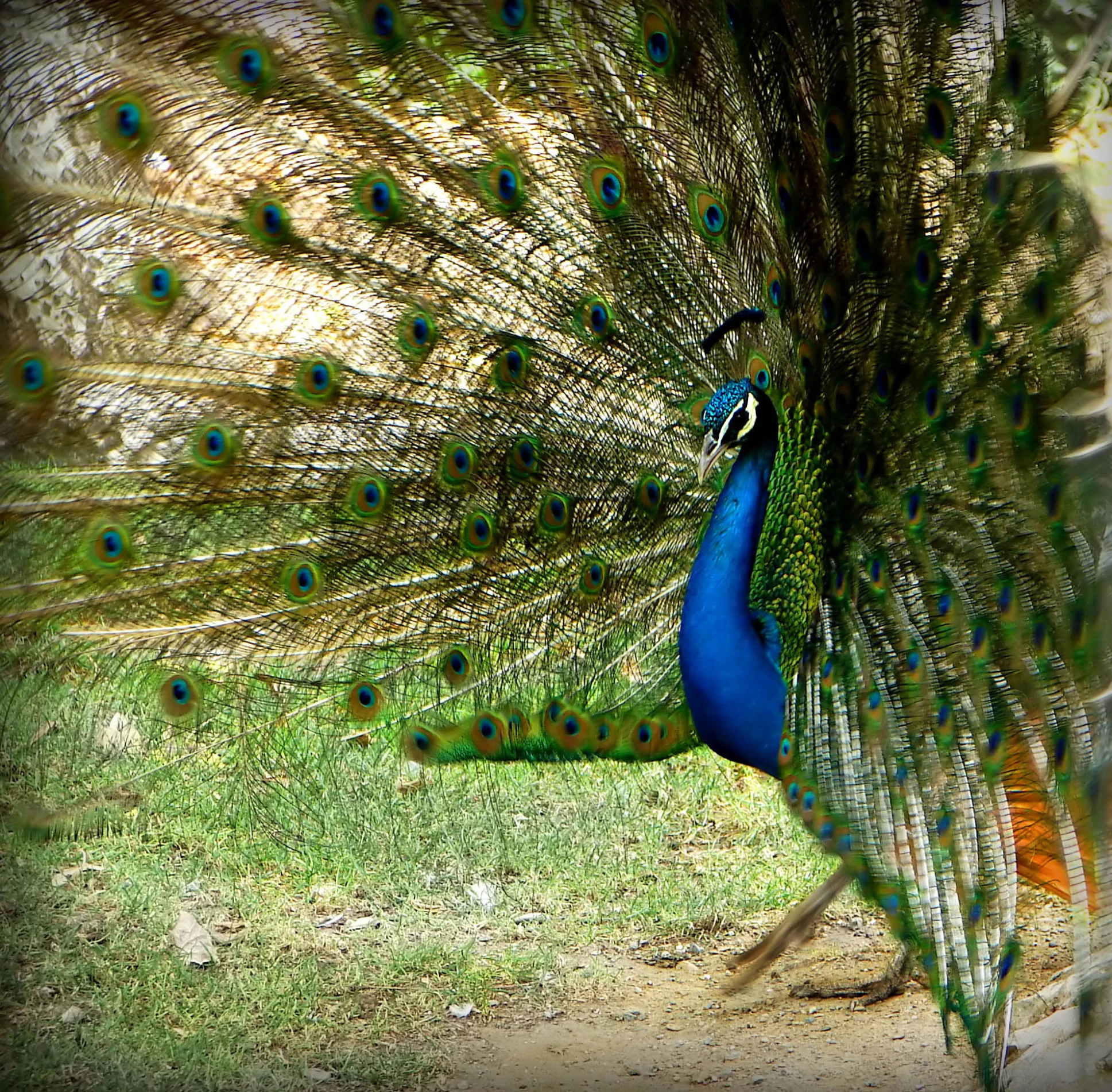 there is a peacock walking on the grass