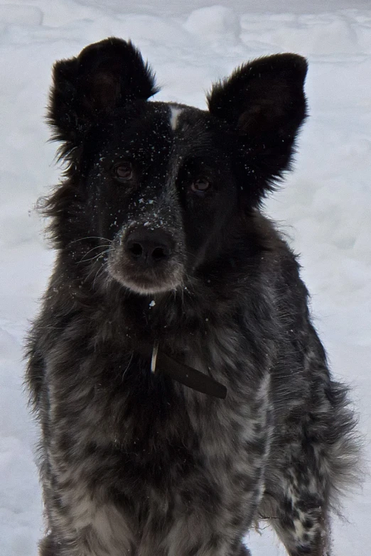 a close up of a dog on the snow