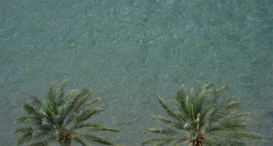 the two palm trees in front of a body of water