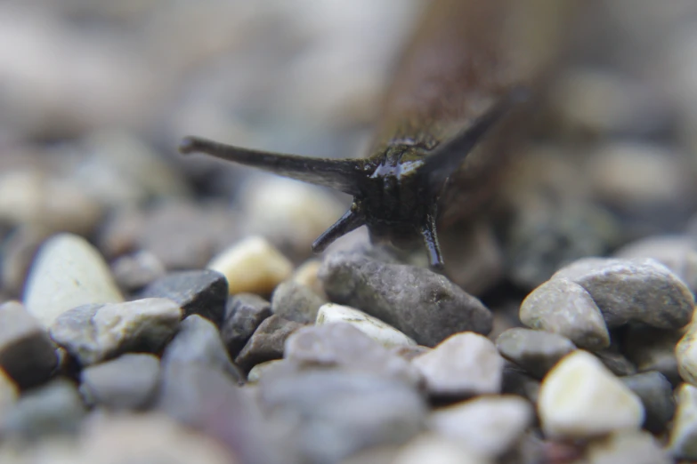 a fish that is sitting on some rocks