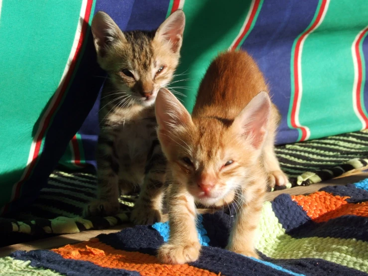 the kitten is playing with the cat under the blanket