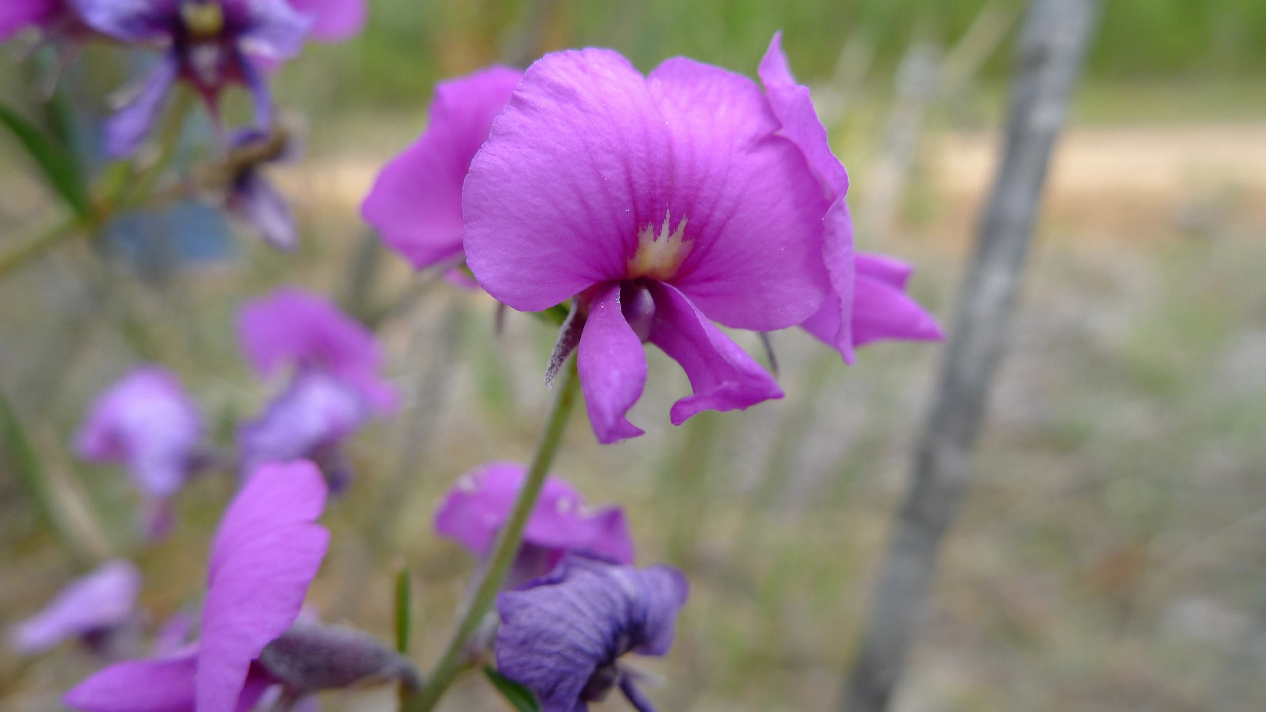 purple flowers in an open area during the day