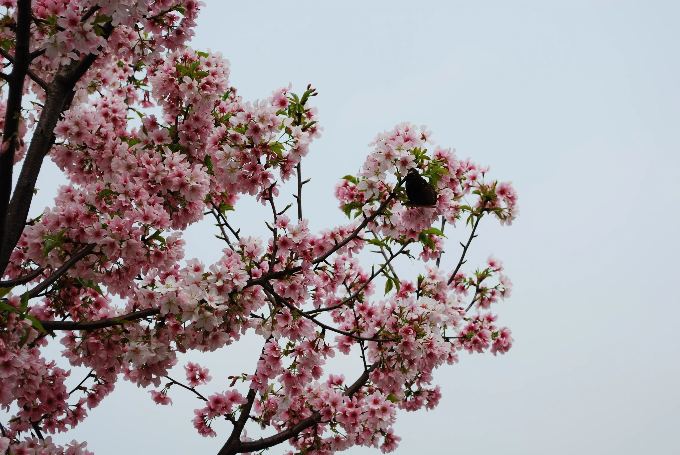 the nches of a flowering tree are blossoming