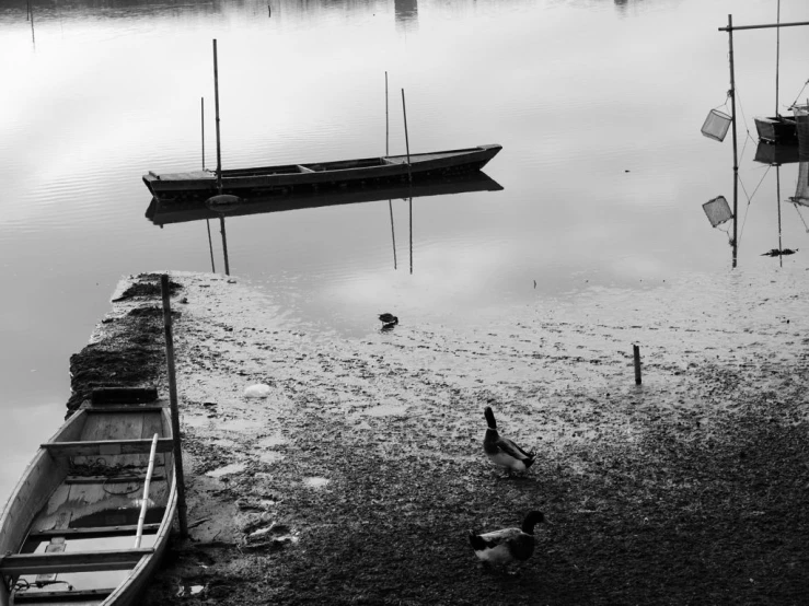 a bunch of birds walking around in front of a body of water