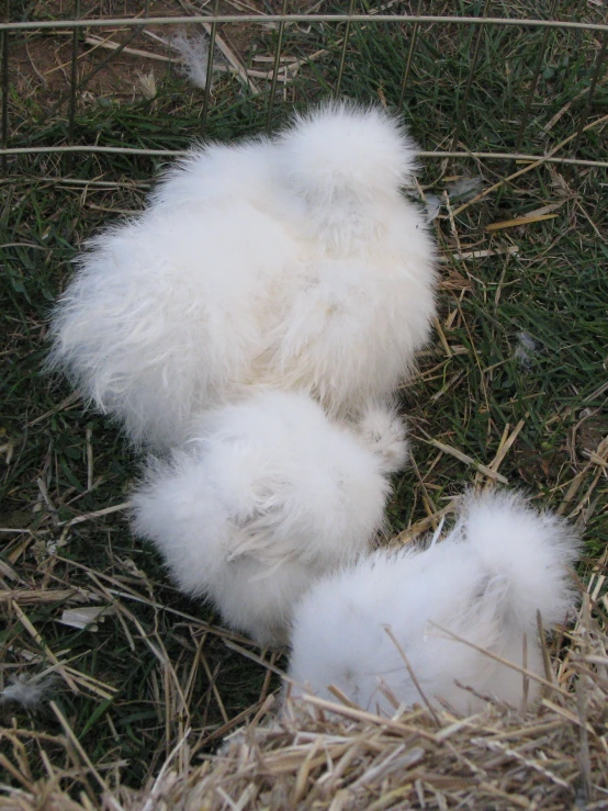 two fluffy white birds are in the grass