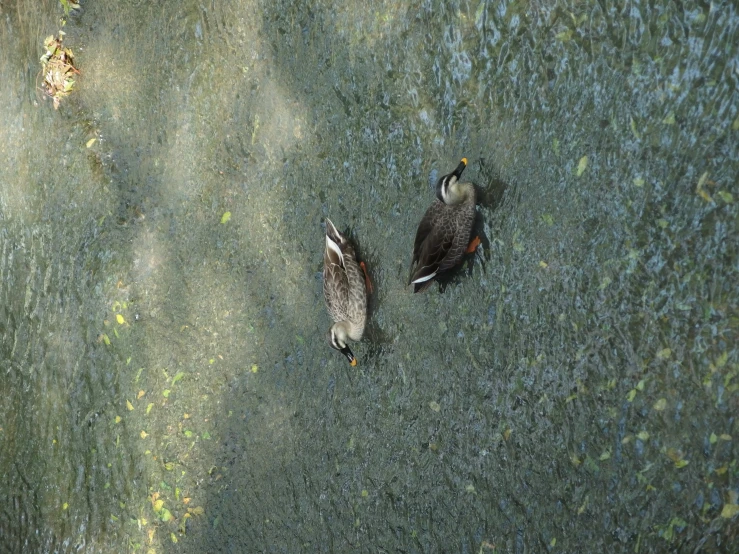 two birds walking through a small pond