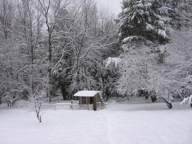 snow covers the grass, trees and house in the distance