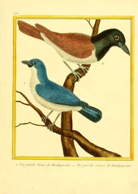 three bird are perched on the nches of a tree