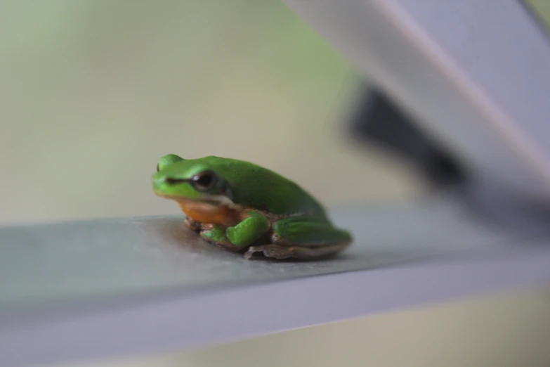 a frog is sitting on top of a window
