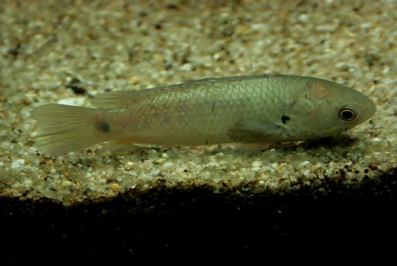 a small fish with tiny white spots on it's body