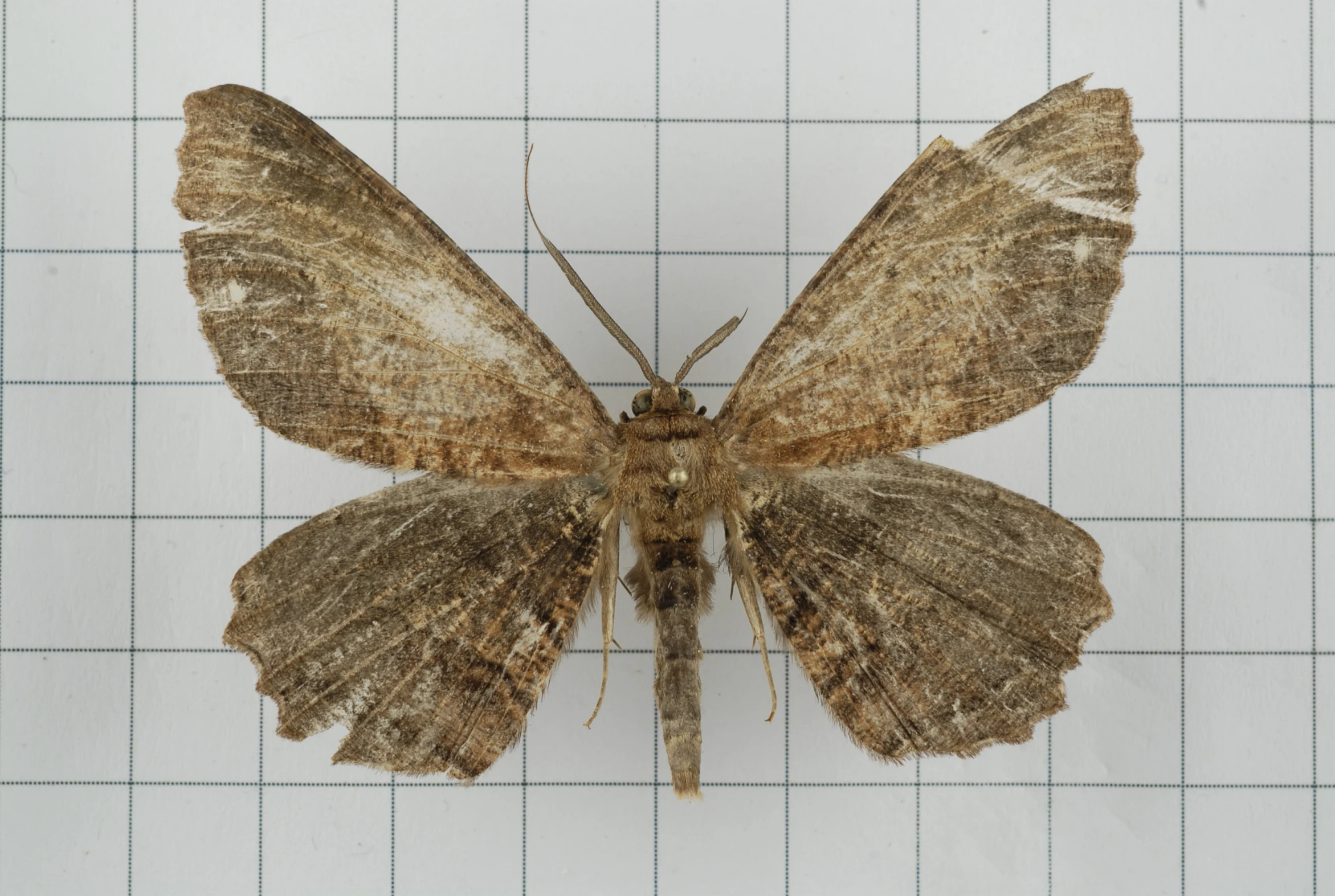 a brown moth with white wings sitting on a tiled counter