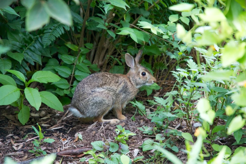 a rabbit is sitting in the grass surrounded by bushes