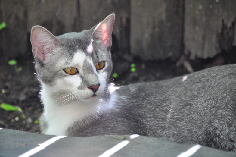 a gray cat with yellow eyes is laying down