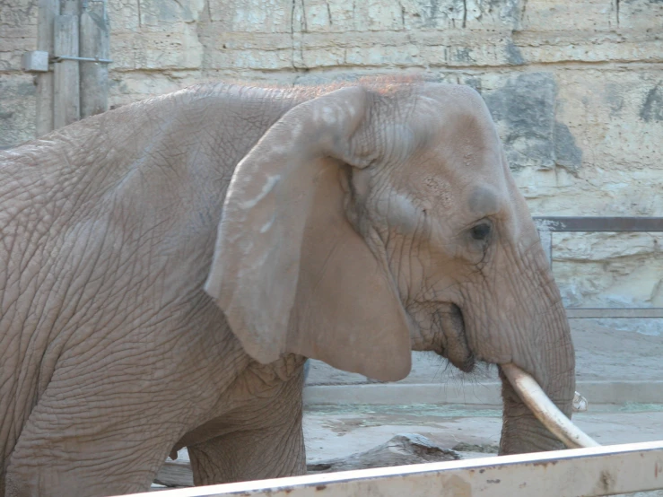 an elephant is standing in the dirt with his trunk hanging out