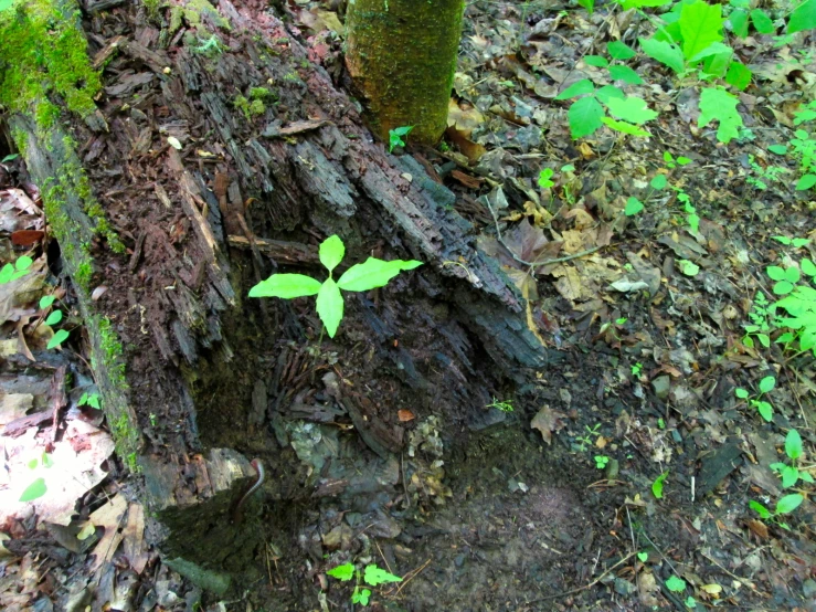 a lone leaf that is growing from a tree stump