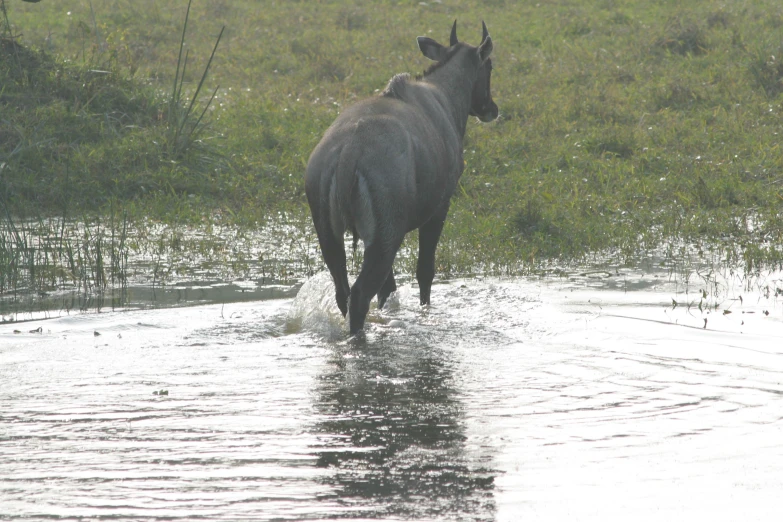 a water buffalo with it's back legs in water and its reflection off the ground