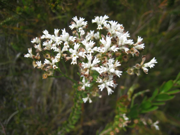 a cluster of white flowers with green leaves