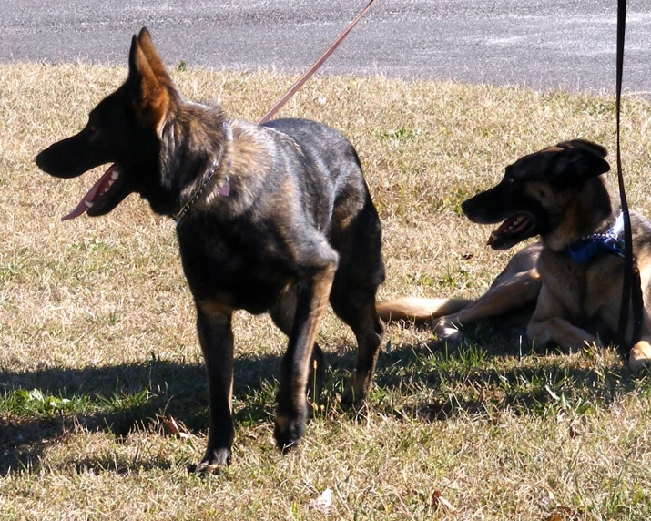 two large brown and black dogs sitting on a grass field