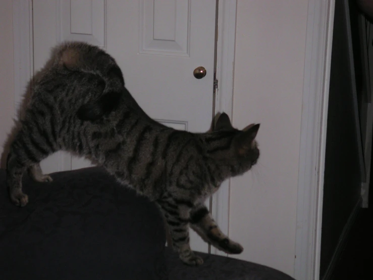 a large tiger striped cat on a cushion in front of a door