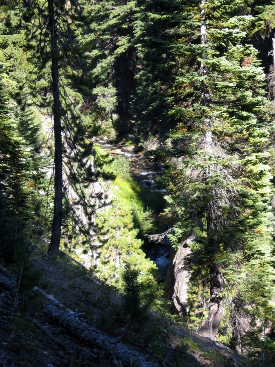 small stream nestled between trees in a mountain range