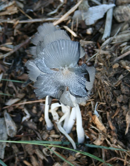 small white mushrooms that are laying in the dirt