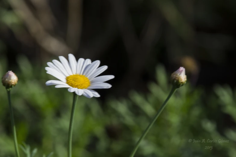 two white daisies sitting in a green garden