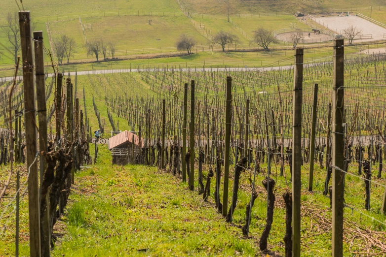 a building in the distance surrounded by vines