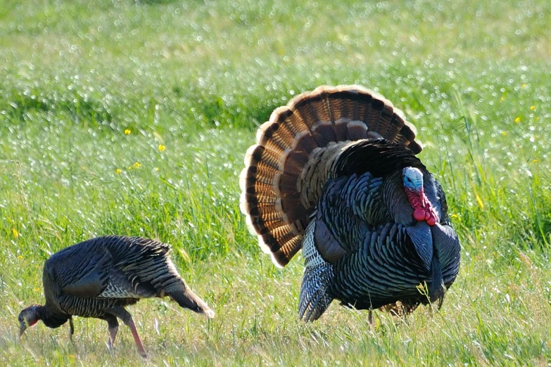 two large birds standing next to each other in the grass