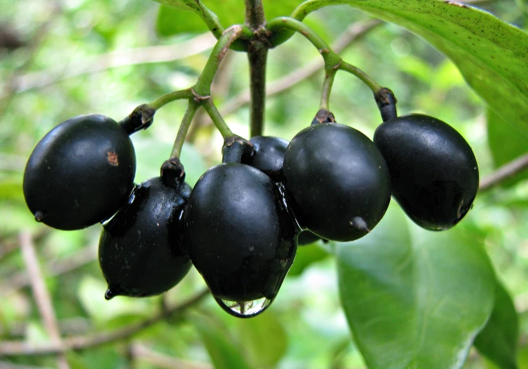 some fruits have just been picked from the tree