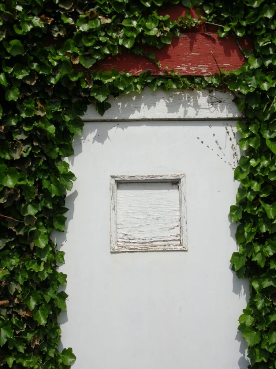 a white building covered in green vines and a window