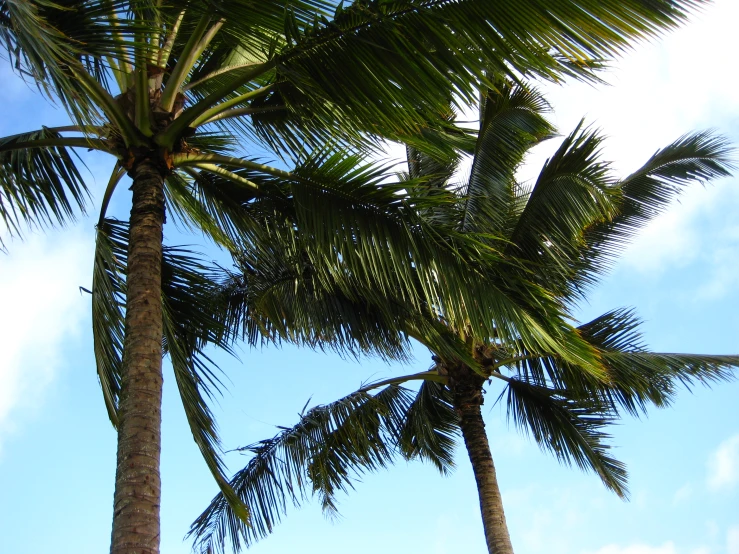 three palm trees are in the foreground, against a blue sky