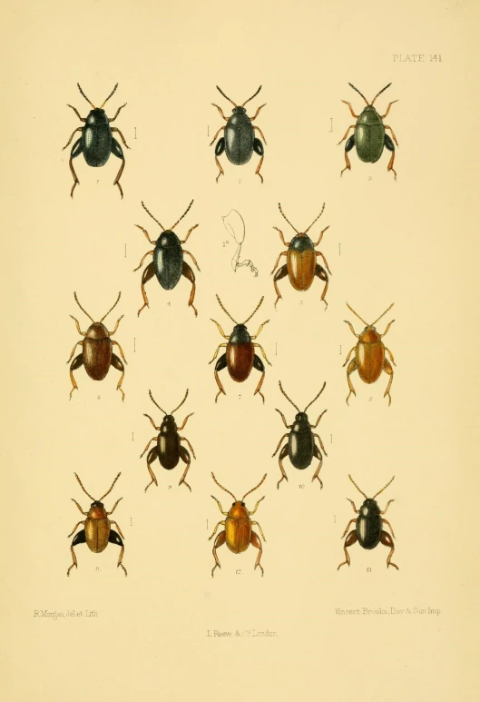 this antique illustration depicts six species of cockroach