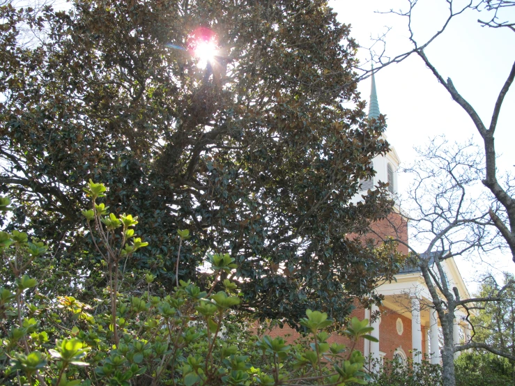 tree nches on side of building with sun glaring in background