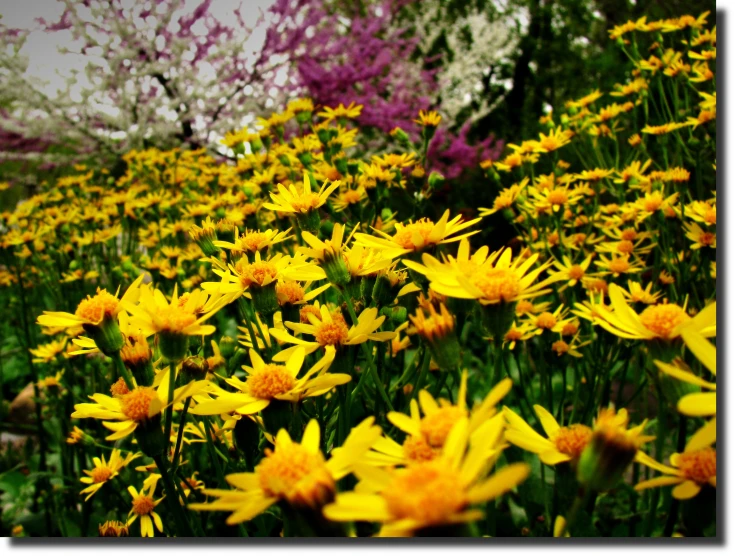 yellow and pink wildflowers growing near a tree