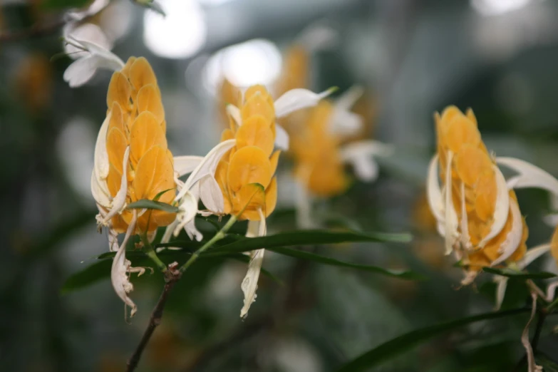 flowers in a pot on the bush next to trees