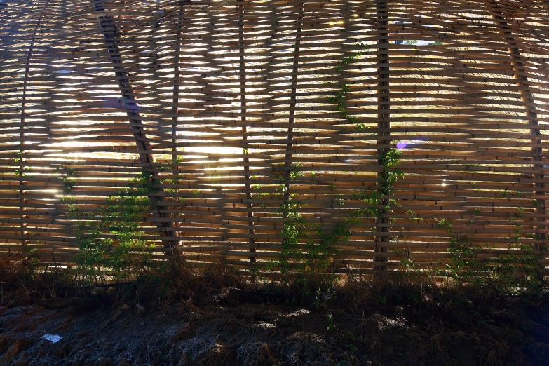 a bamboo fence behind two trees outside of a house