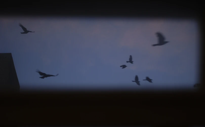 a group of birds that are flying in the sky