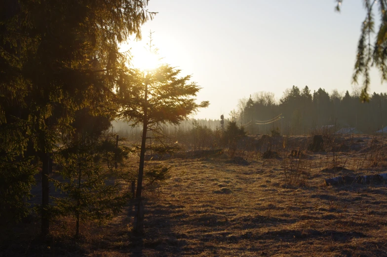 a person riding on a horse near some trees