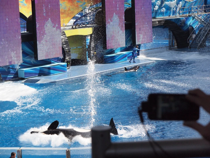 an artistic display features two orcas in water with people standing by
