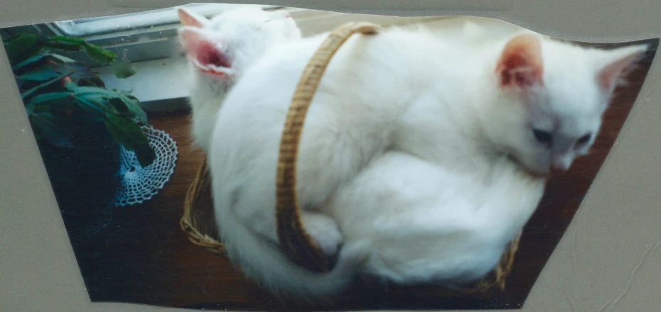 a white cat laying on top of a chair