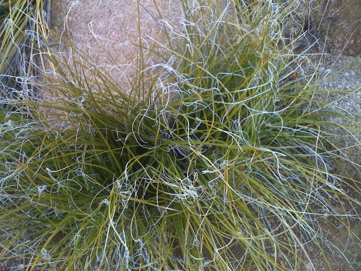 grass with ice on top of it near a rock