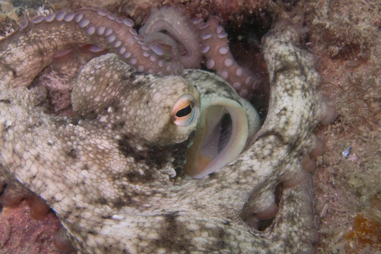 an octo hiding in a coral with a ringed eye