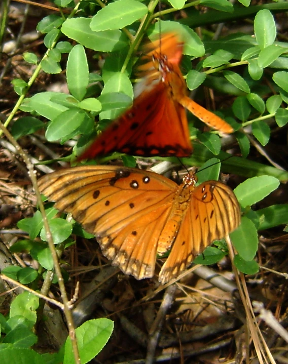 a close up of two erflies on some plants