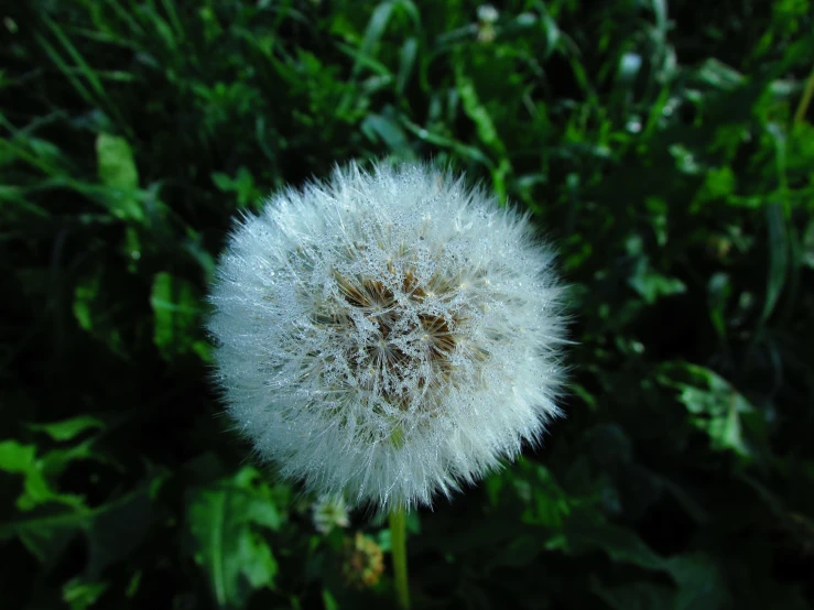 this picture is very fuzzy dandelion outside